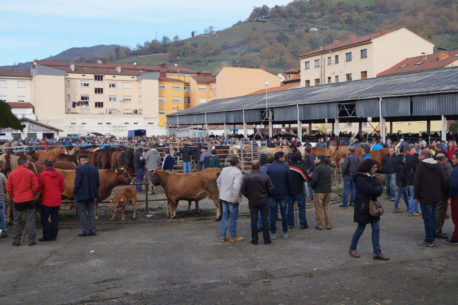 Feria de ganados El Mercaón de Cabañaquinta