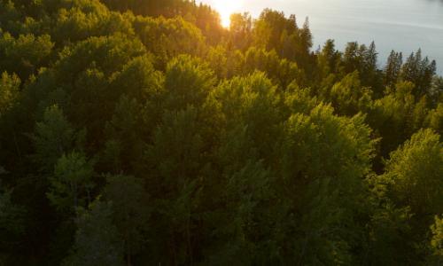 Metsä Group and Qutwo take the next step in advancing AI in the forest industry