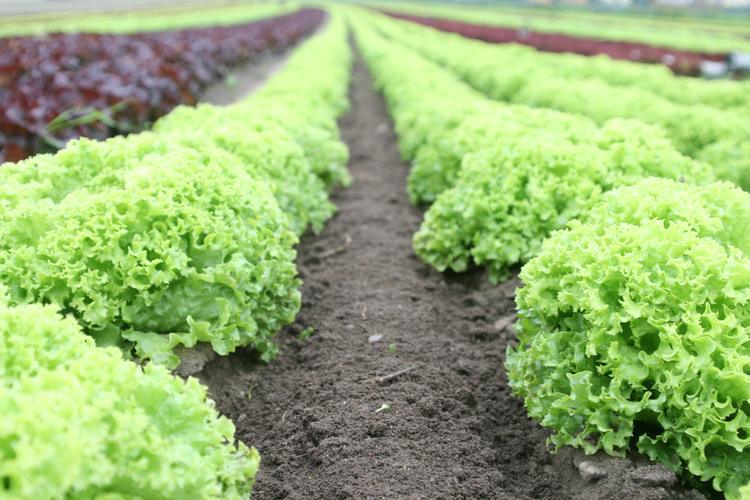 Canarias estrena IrrigIA: la plataforma que decide sola cuánta agua necesita cada cultivo