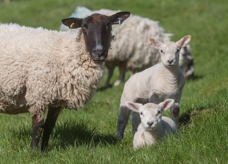 Donegal remains sheep king as Cork leads the way for goats