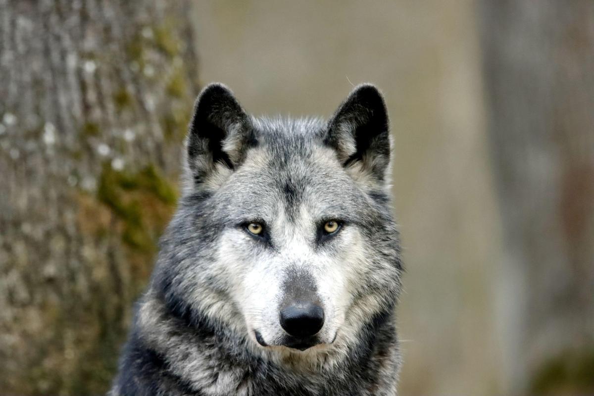 Der Wolf im Hund.....so einfach ist es nicht....