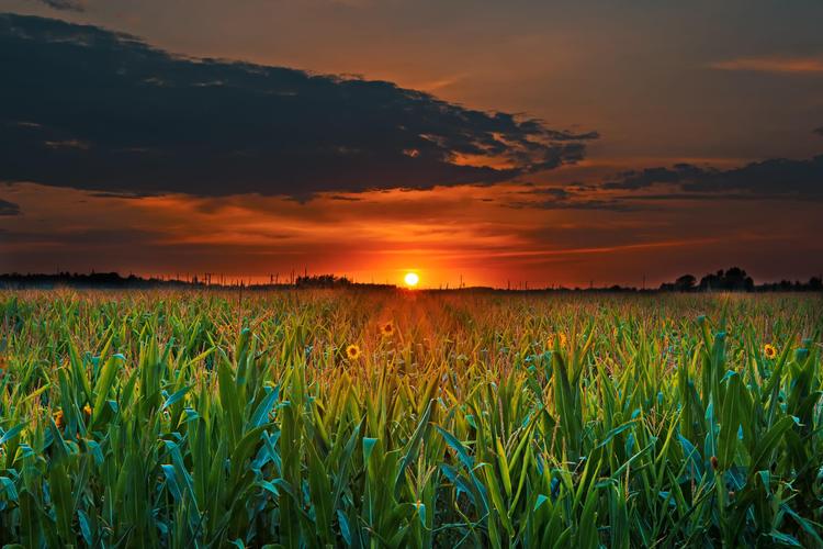 Niente pesticidi, solo luce: i robot che curano i campi di notte stanno riscrivendo le regole dell'agricoltura