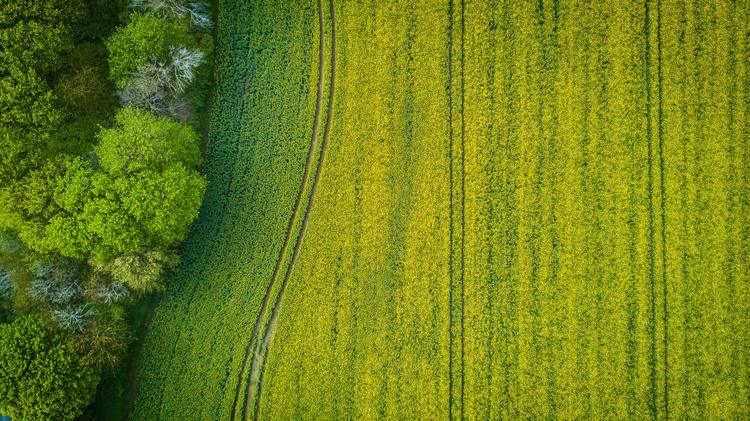 Il drone che vede la sete di una pianta prima che l'uomo se ne accorga