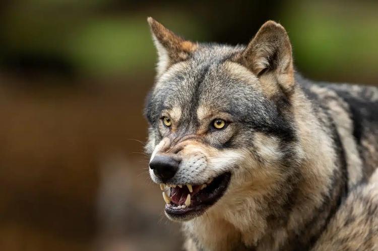 ICE AGE WOLF DNA REVEALS DOGS TRACE ANCESTRY TO TWO SEPARATE WOLF POPULATIONS