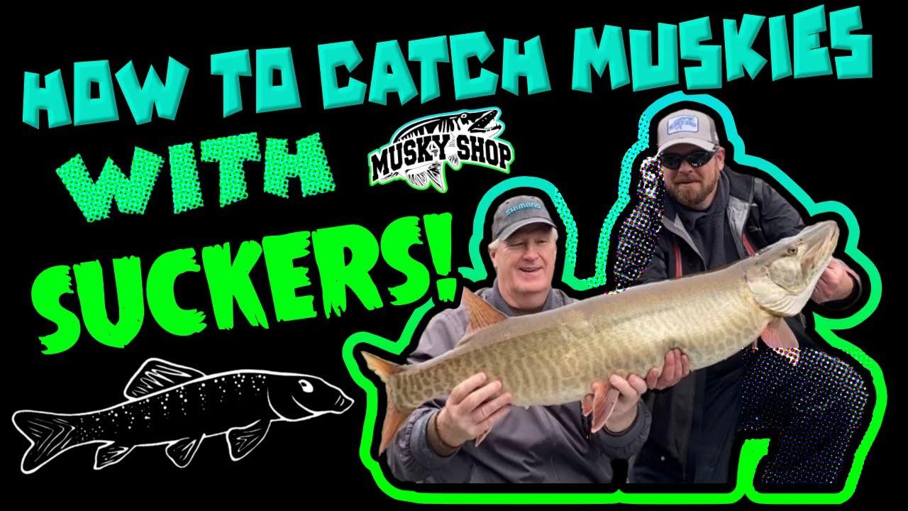 How to Catch Muskies with Suckers 