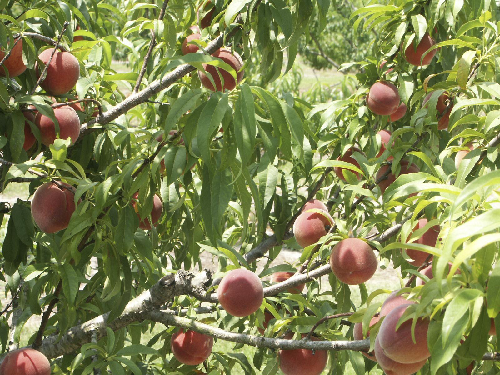 Virtual Field Trip of a Peach Orchard