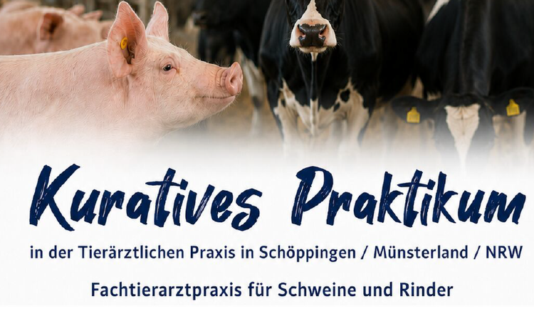 Verfügbare Praktikumsplätze im Bereich der Rinder- und Schweinemedizin