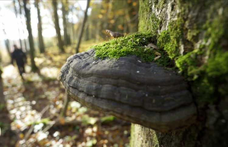 La forêt wallonne dans tous ses états
