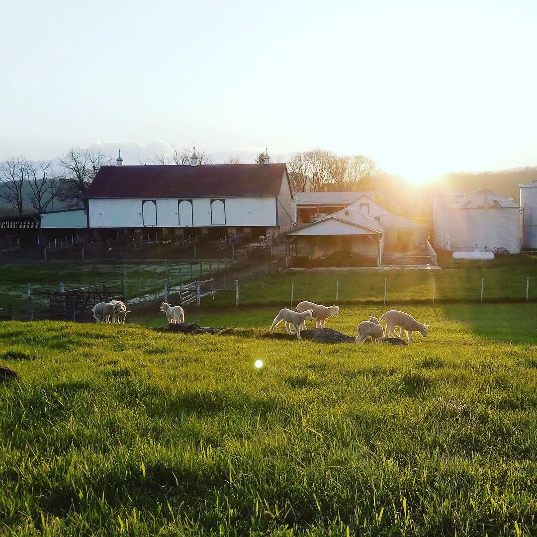 2017 - Farm of the Year - Ernst Grain and Livestock