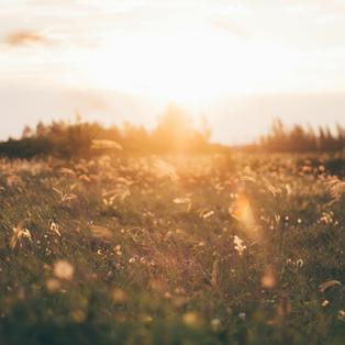 Alívio da ansiedade e restauração da paz