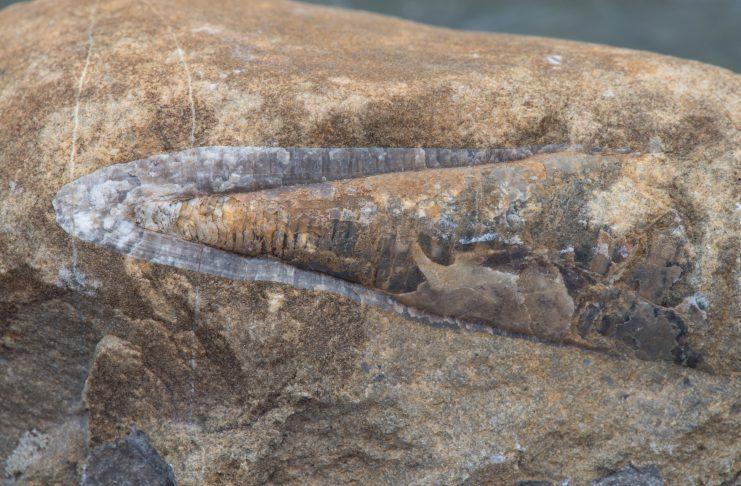 WELL-PRESERVED FOSSILS COULD BE CONSEQUENCE OF PAST GLOBAL CLIMATE CHANGE
