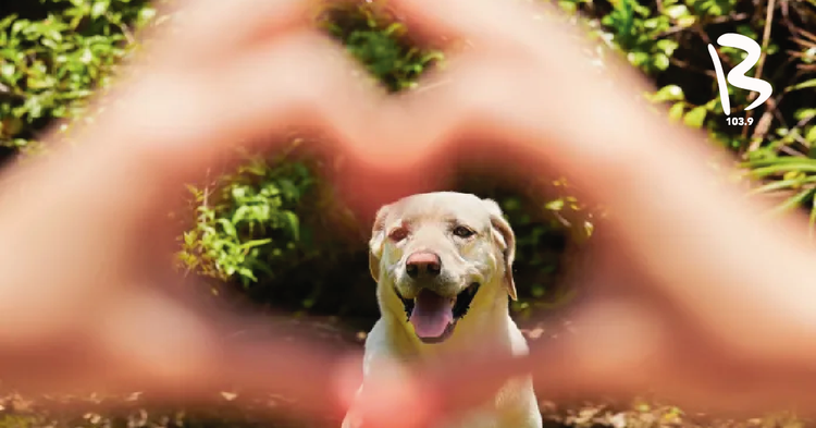 Tu perro es capaz de distinguir las emociones de tu cara