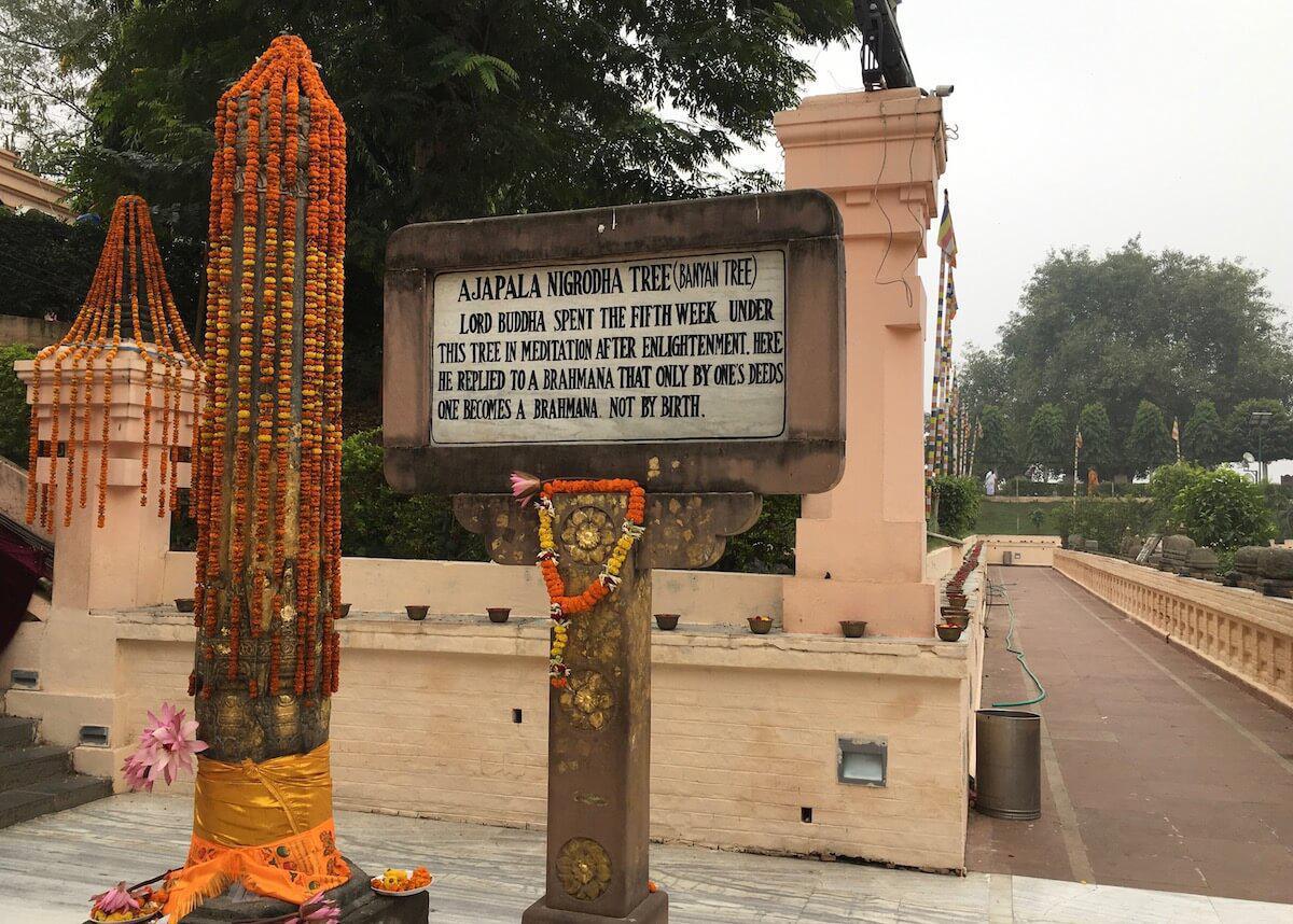 1-12 สัตตมหาสถาน ๗ | เสวยวิมุตติสุข สัปดาห์ที่ ๕ | ต้นไม้อชปาลนิโครธ 1-12 สัตตมหาสถาน ๗ | เสวยวิมุตติสุข สัปดาห์ที่ ๕ | ต้นไม้อชปาลนิโครธ