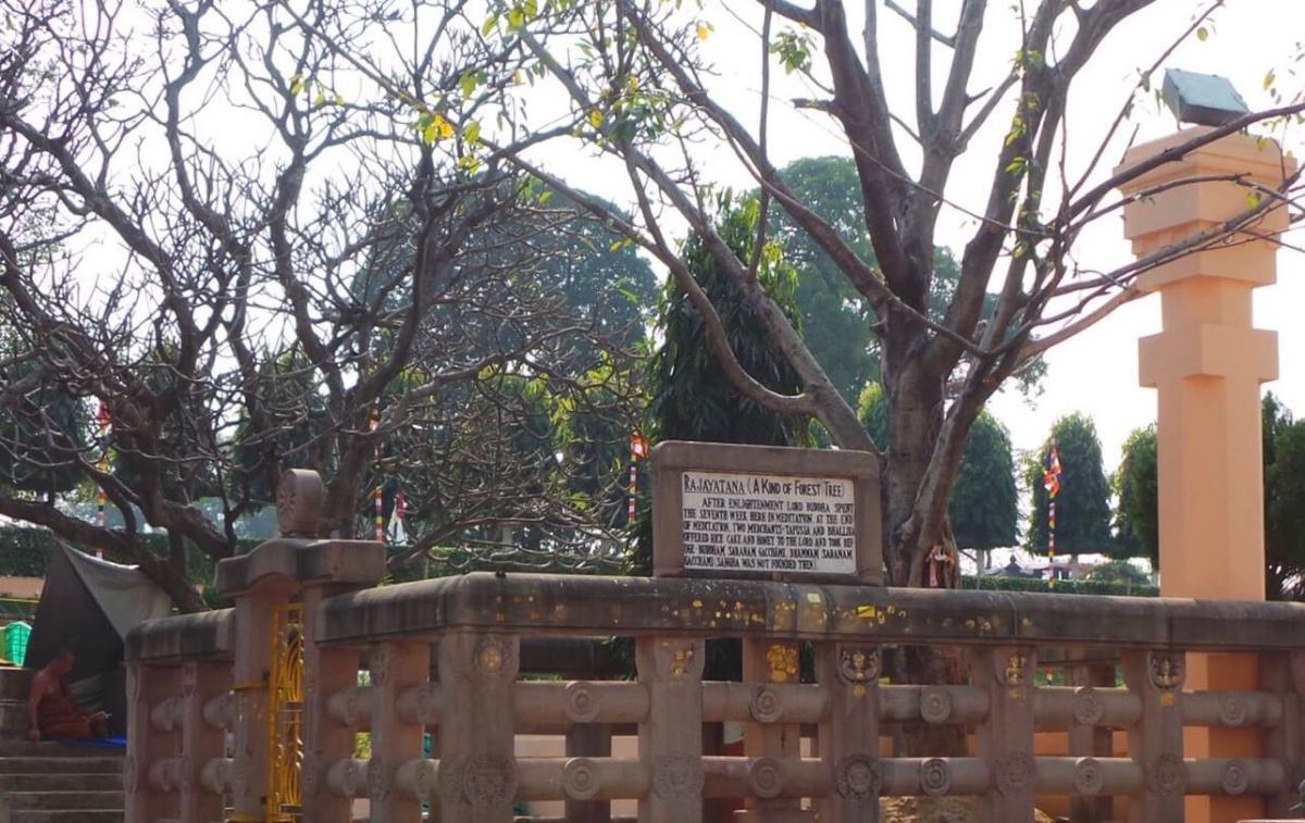 1-14 สัตตมหาสถาน ๗ | เสวยวิมุตติสุข สัปดาห์ที่ ๗ | ต้นไม้ราชายตนะ   1-14 สัตตมหาสถาน ๗ | เสวยวิมุตติสุข สัปดาห์ที่ ๗ | ต้นไม้ราชายตนะ