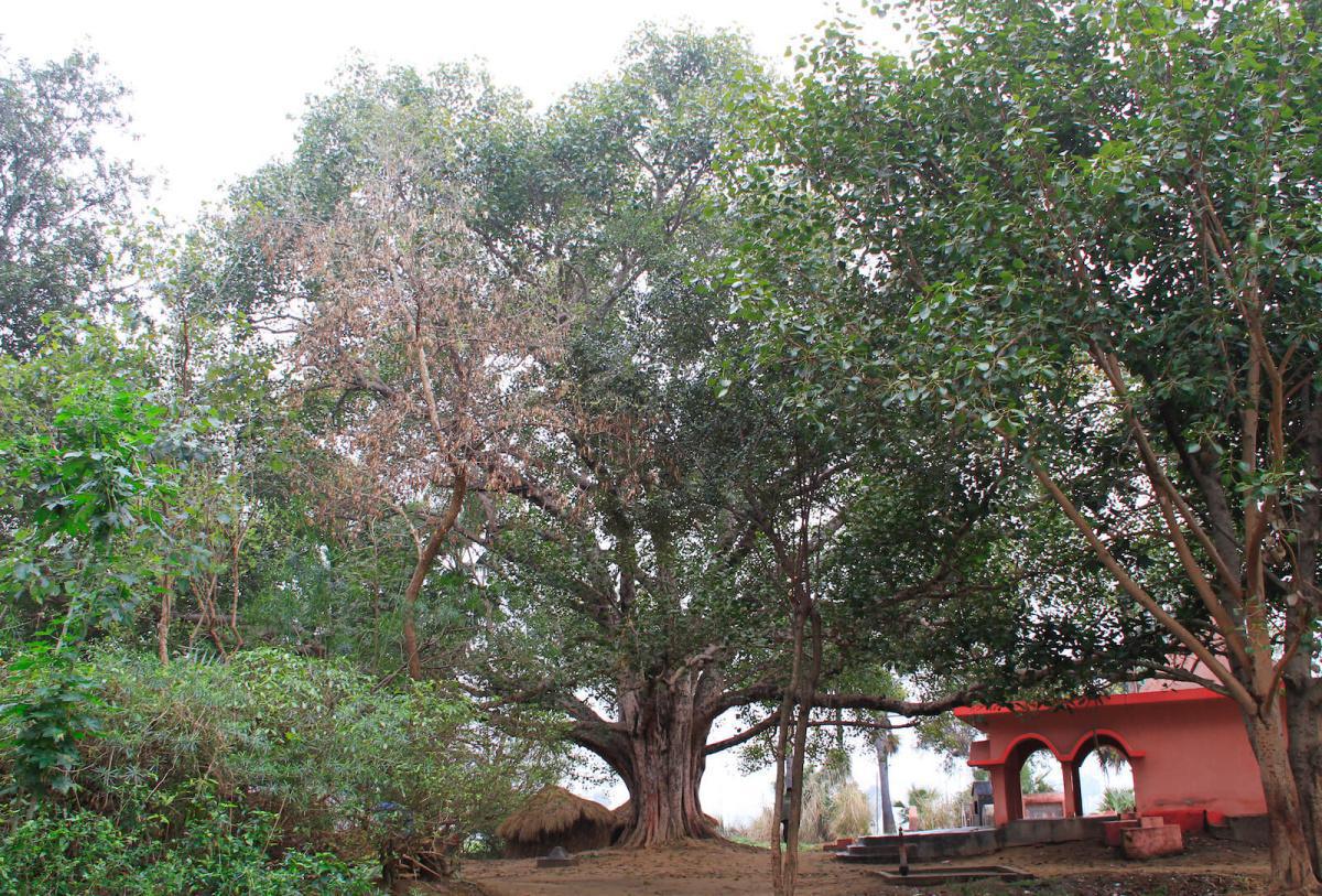 1-14 สัตตมหาสถาน ๗ | เสวยวิมุตติสุข สัปดาห์ที่ ๗ | ต้นไม้ราชายตนะ   1-14 สัตตมหาสถาน ๗ | เสวยวิมุตติสุข สัปดาห์ที่ ๗ | ต้นไม้ราชายตนะ