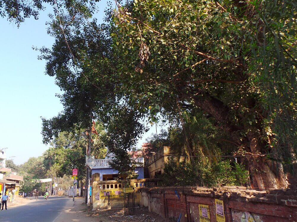 1-16 ระหว่างแม่น้ำคยาและไม้โพธิพฤกษ์ ทรงพบอุปกาชีวก  1-16 ระหว่างแม่น้ำคยาและไม้โพธิพฤกษ์ ทรงพบอุปกาชีวก