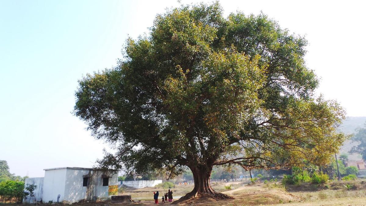 1-25 พระเจ้าพิมพิสารบรรลุโสดาบันพร้อมคฤหบดีและพราหมณ์ ๑๒ นหุต 1-25 พระเจ้าพิมพิสารบรรลุโสดาบันพร้อมคฤหบดีและพราหมณ์ ๑๒ นหุต