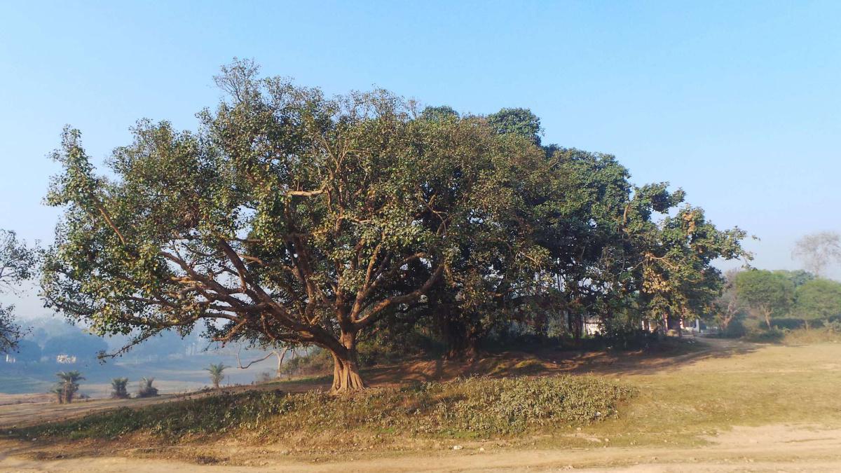 2-01 เมืองเวสาลีเกิดทุพภิกขภัย 2-01 เมืองเวสาลีเกิดทุพภิกขภัย