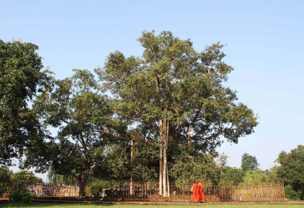 2-05 พระอานนท์บรรลุโสดาบัน 2-05 พระอานนท์บรรลุโสดาบัน