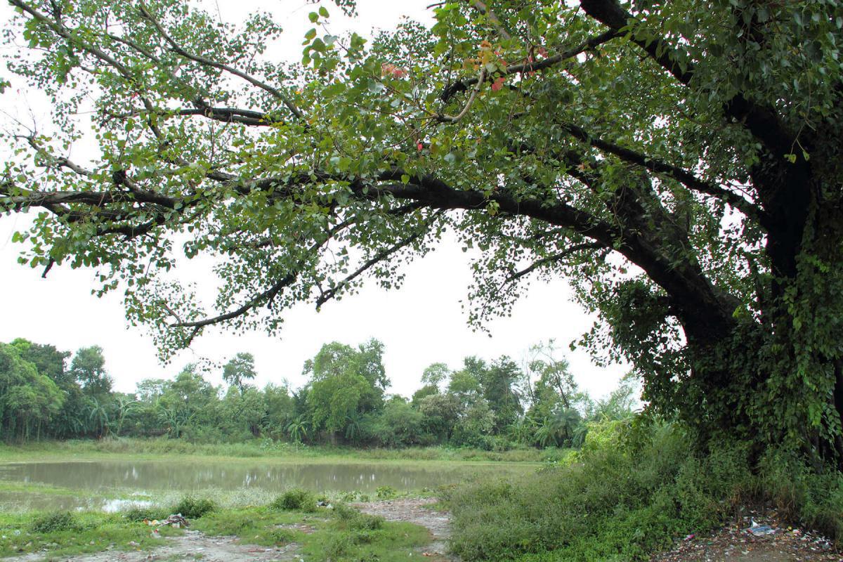 45-16 นางอัมพปาลีคณิกาถวายอาราม 45-16 นางอัมพปาลีคณิกาถวายอาราม