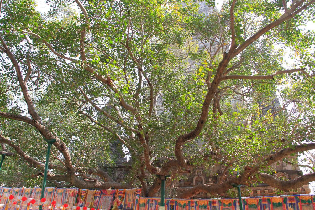 4-21 กุณาลชาดก - โทษแห่งหญิง 4-21 กุณาลชาดก - โทษแห่งหญิง