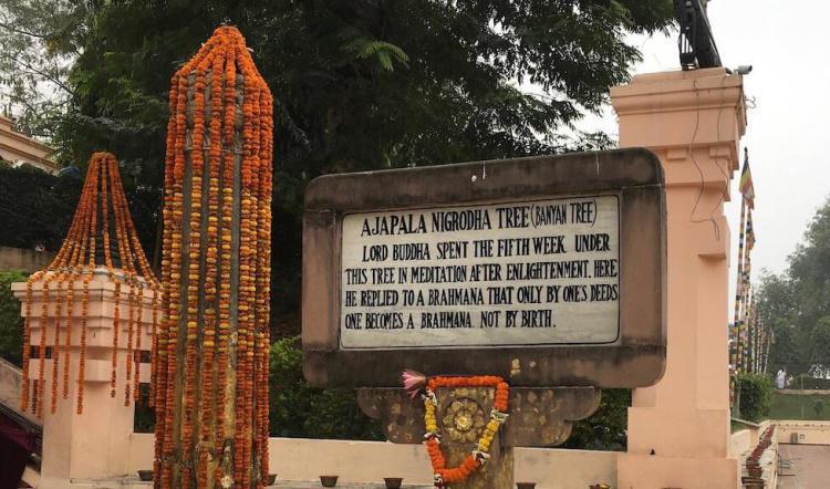 1-12 สัตตมหาสถาน ๗ | เสวยวิมุตติสุข สัปดาห์ที่ ๕ | ต้นไม้อชปาลนิโครธ