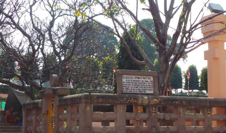 1-14 สัตตมหาสถาน ๗ | เสวยวิมุตติสุข สัปดาห์ที่ ๗ | ต้นไม้ราชายตนะ