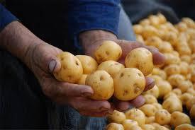 Festival de la Papa Festival de la Papa