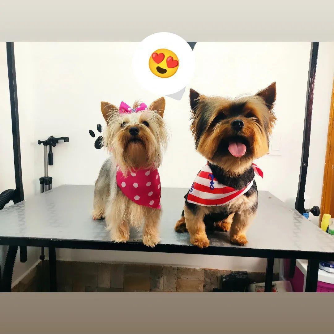 Cosmogan Clínica Veterinaria Cosmogan Clínica Veterinaria