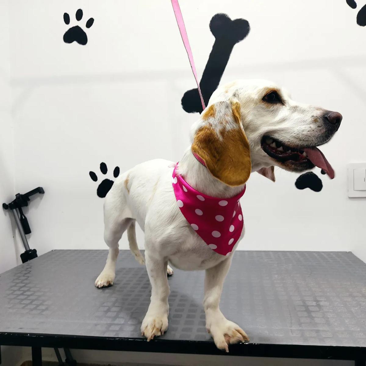 Cosmogan Clínica Veterinaria Cosmogan Clínica Veterinaria