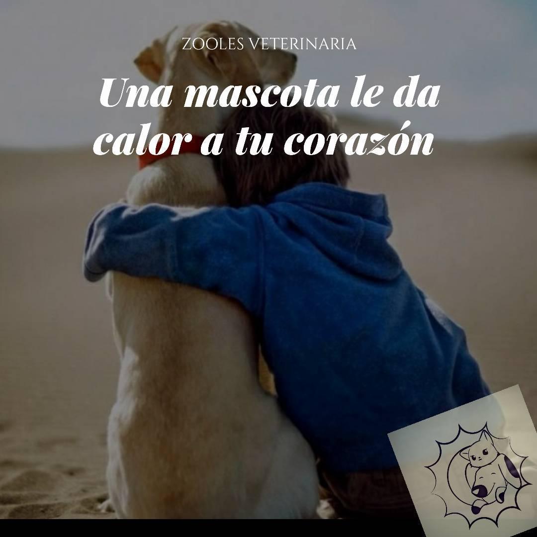 Zooles Veterinaria Zooles Veterinaria