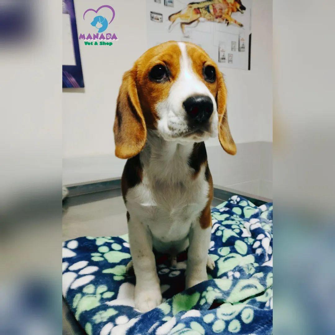 Manada Ipiales Manada Ipiales