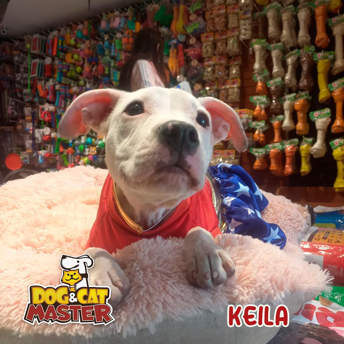 Dog & Cat Master Dog & Cat Master