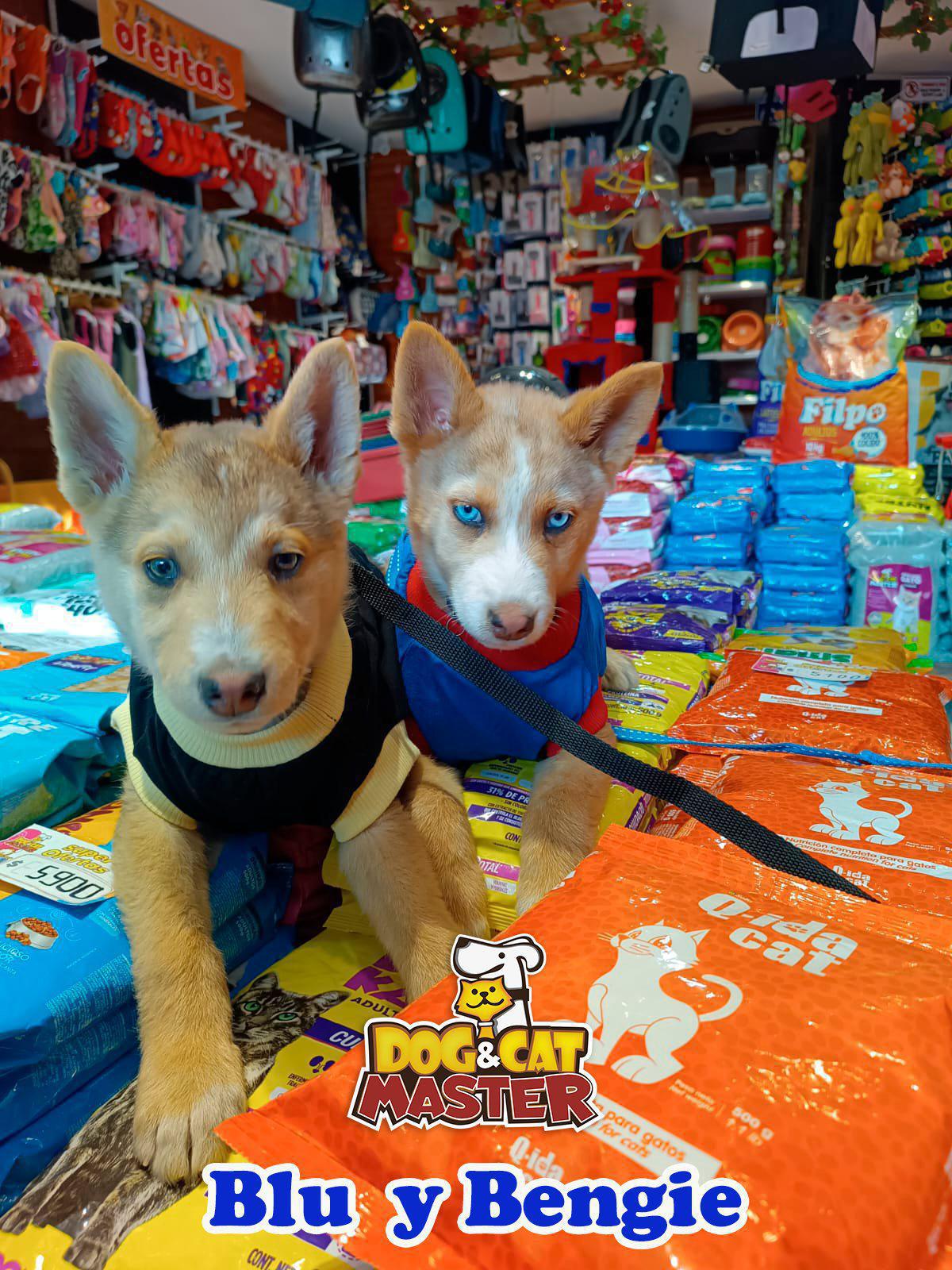 Dog & Cat Master Dog & Cat Master