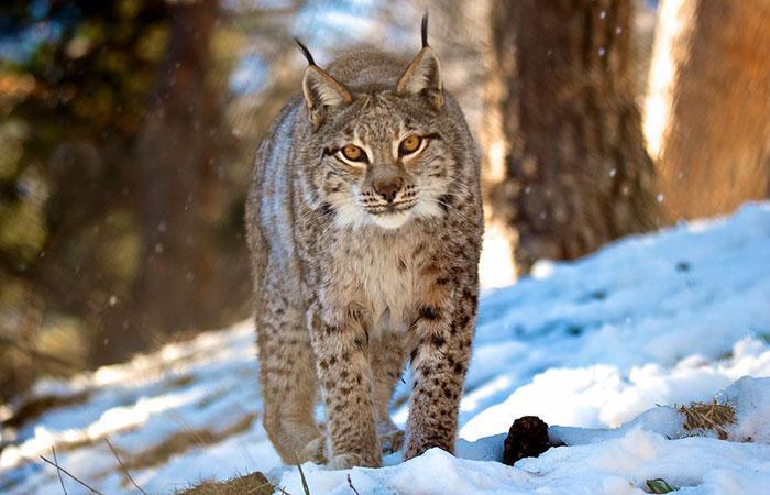 Parque Faunístico Lacuniacha Parque Faunístico Lacuniacha