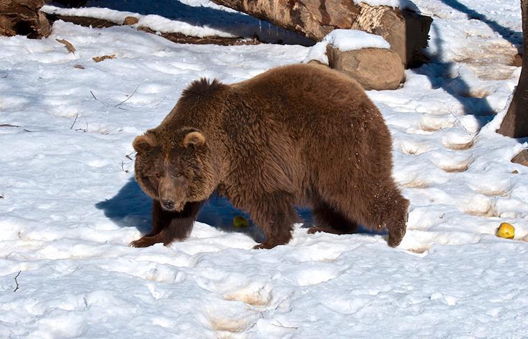 Parque Faunístico Lacuniacha Parque Faunístico Lacuniacha