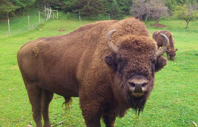 Parque Faunístico Lacuniacha Parque Faunístico Lacuniacha