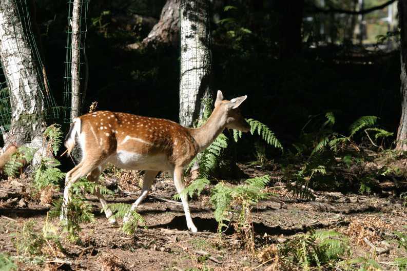 Parque Faunístico Lacuniacha Parque Faunístico Lacuniacha