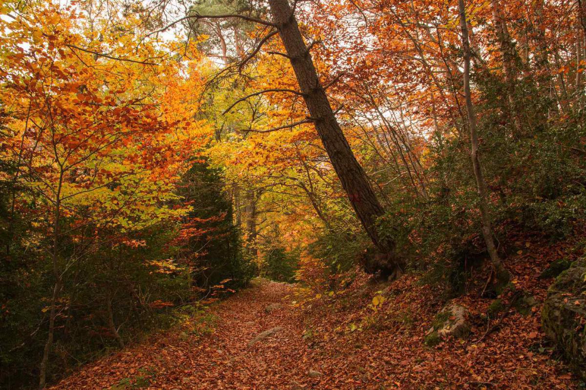 Bosque del Betato Bosque del Betato