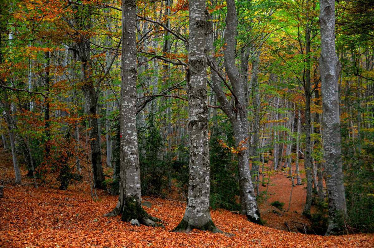 Bosque del Betato Bosque del Betato
