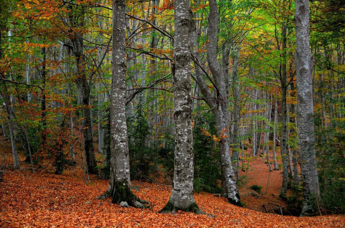 Bosque del Betato