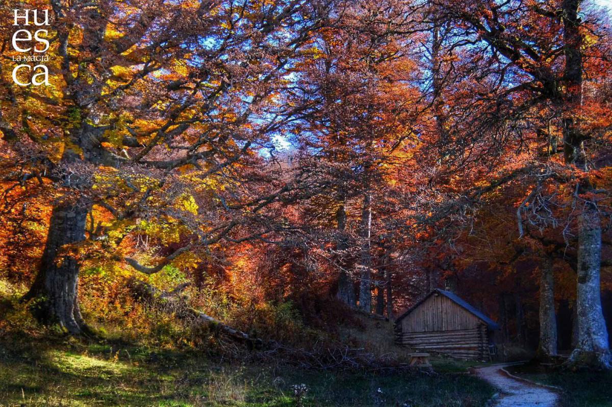 El Bosque de Gamueta El Bosque de Gamueta