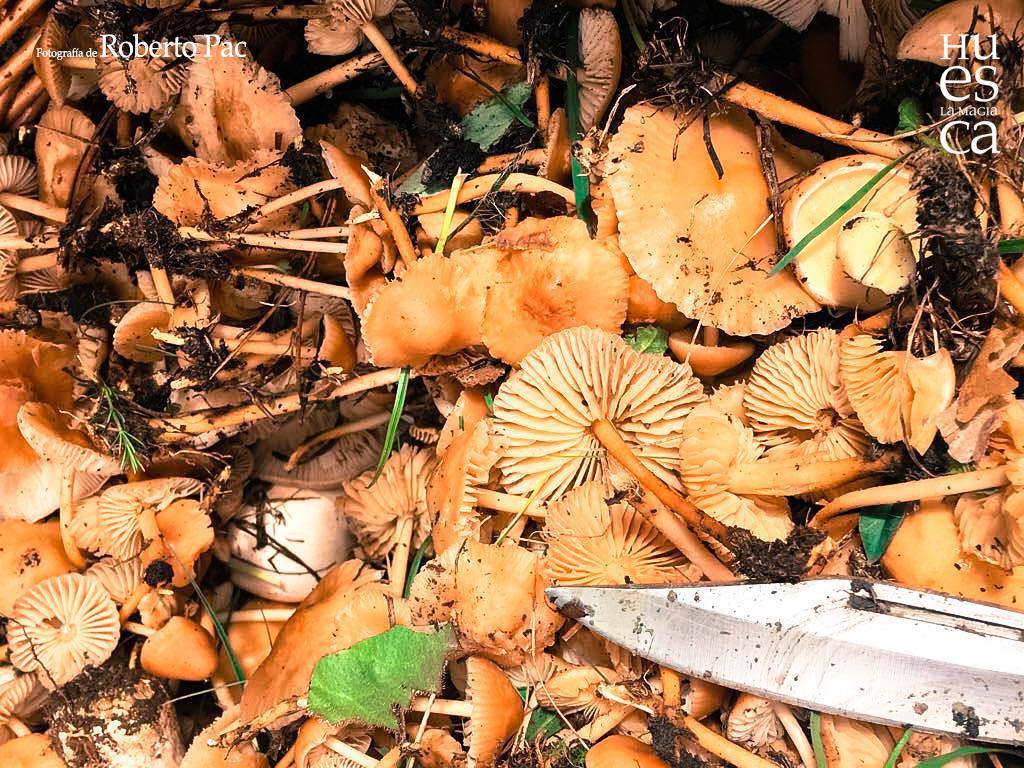 ♻️ Como Visitar sin dejar huella el Parque Natural de la Sierra y Cañones de Guara. 🌳💦 Obligaciones y Consejos ♻️ Como Visitar sin dejar huella el Parque Natural de la Sierra y Cañones de Guara. 🌳💦 Obligaciones y Consejos