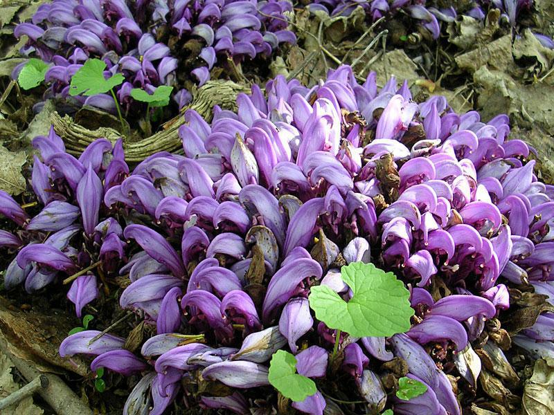 Un paseo mágico por el Sendero Botánico de As Foyas 😍🌲 🌳 Un paseo mágico por el Sendero Botánico de As Foyas 😍🌲 🌳