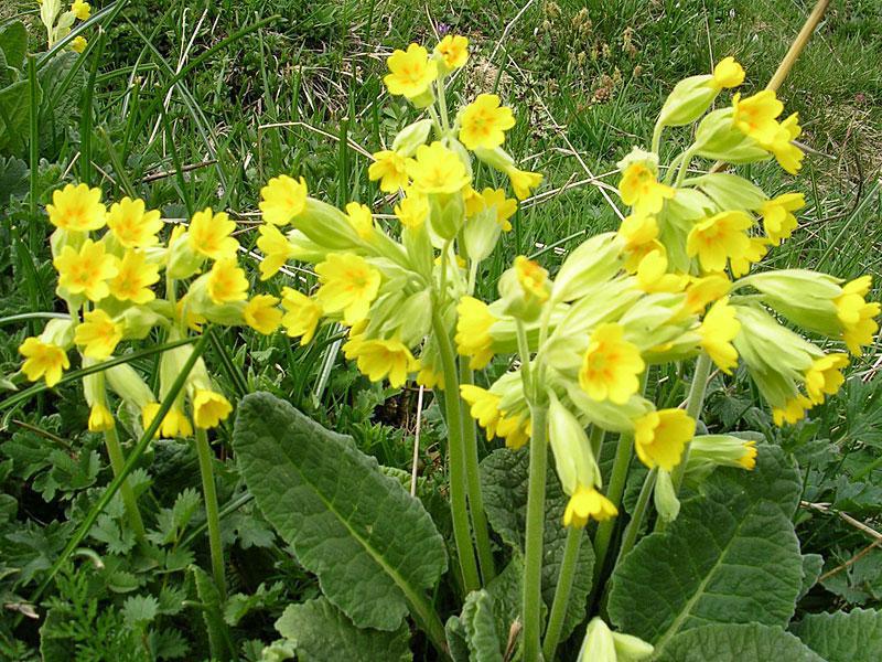 Un paseo mágico por el Sendero Botánico de As Foyas 😍🌲 🌳 Un paseo mágico por el Sendero Botánico de As Foyas 😍🌲 🌳