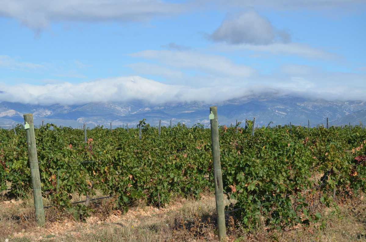 Bodega Idrias Bodega Idrias