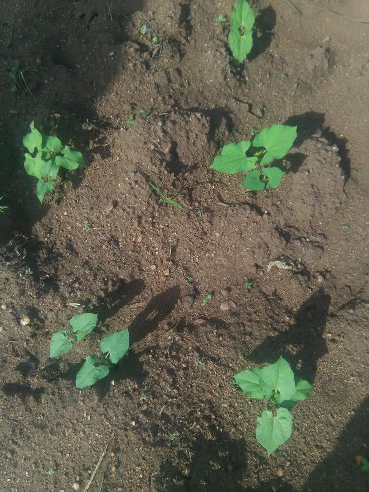 Amor em Ação Amor em Ação