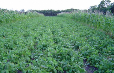 Exploitation agricole