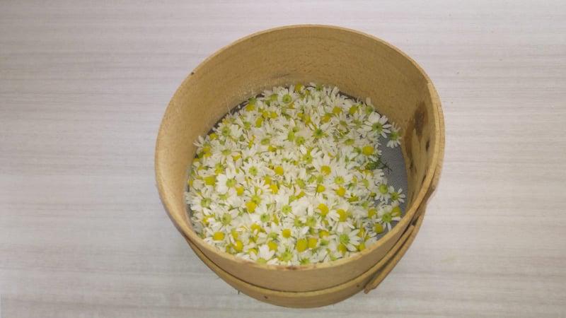 Camomilla naturale Camomilla naturale