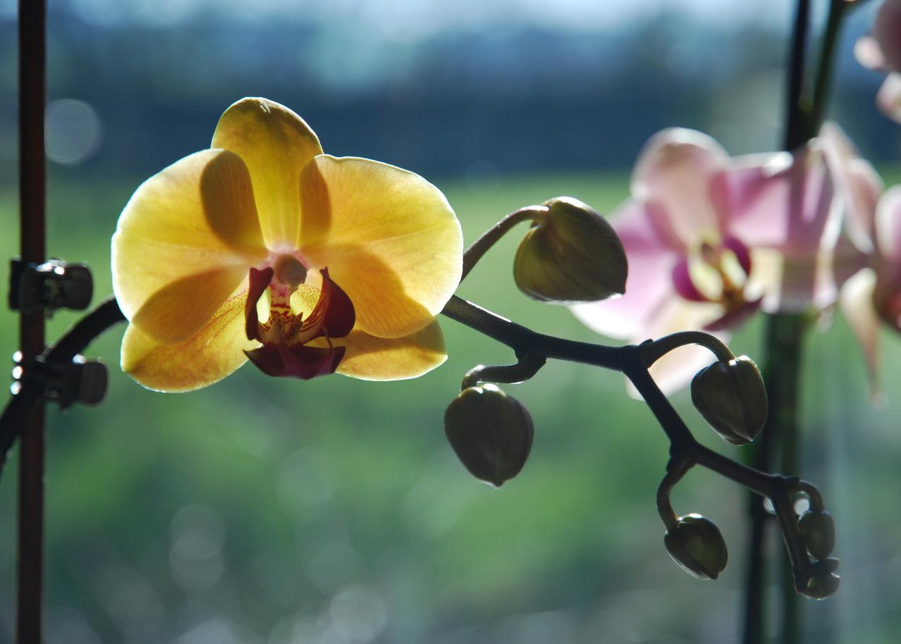 orchid 1